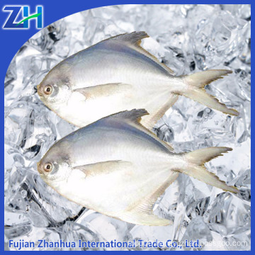 frozen white pomfret fresh fish